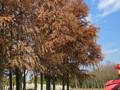 -上海海湾国家森林公园