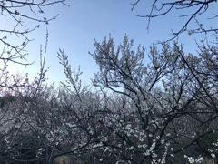 -香雪海