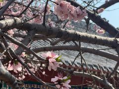 -桃花堤公园