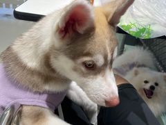 -怪兽屋·羊驼·猫咖·狗咖(俊华广场店)