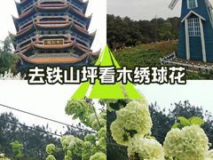 -铁山坪森林公园