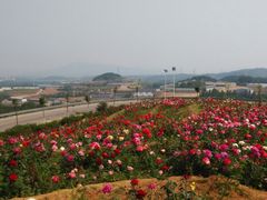 -密云玫瑰情园