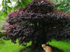 -CoCo都可(淞滨店)