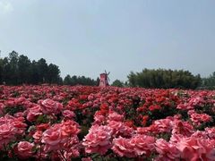 -洪湖湿地生态园