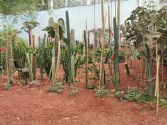 -呀路古热带植物园