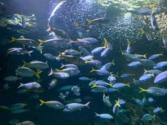 -上海海洋水族馆