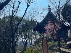 -香雪海