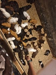 -酷嗒动物文化乐园(cutezoo西溪乐天城店)