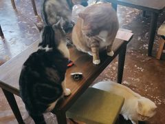 -猫猫幼稚园·撸猫·桌游·电玩