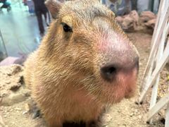 -正佳雨林生态植物园