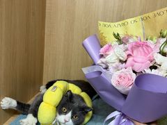 -谐和贝康宠物医院24小时·宠保定点(急重症转诊中心)