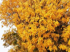 -北京西山国家森林公园