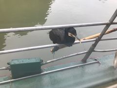 -桂林兴坪漓江