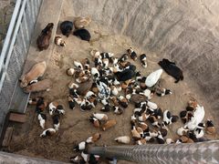 -西霞口神雕山野生动物世界