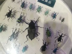 -陕西自然博物馆