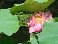-陈家山荷花公园