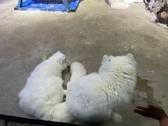 -芜湖新华联大白鲸海洋公园