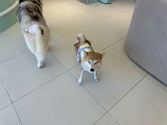 -怪兽屋·羊驼·猫咖·狗咖(俊华广场店)