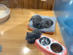 -龟与熊猫宠物公园(南坪店)