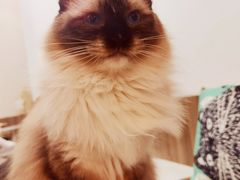 -瞄一喵猫咖(格力海岸店)