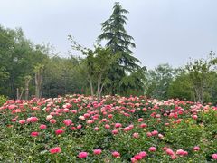 -曹州牡丹园