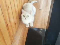 -猫的茶·猫咖