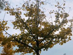 -北京市朝阳区第二少儿业余体校