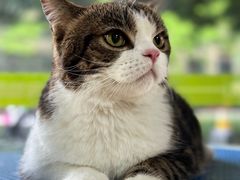 -瑞鹏宠物医院·夜间急症·心超·猫科(祖庙分店)