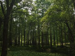-杭州植物园