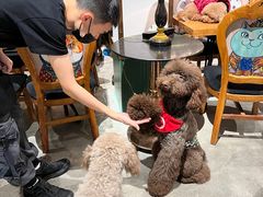 -more than meow吴止猫主题餐厅(承德 中船汇店)