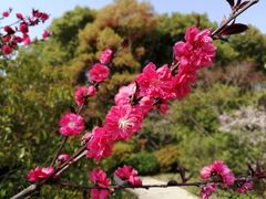 -昆山城市生态森林公园