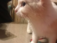 -猫色咖啡·猫咖