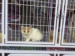 -喵百万·布偶·蓝金金渐层英短·猫舍(百子湾店)