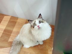 -COLOR PETS 撸猫馆·购猫·猫咖(长风大悦城店)