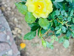 -人民公园(罗湖区)