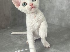 -小猫来了·猫舍(红山六九七九店)