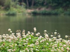 -桤木河湿地公园