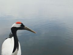 -黑龙江扎龙生态旅游区