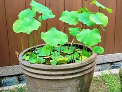 -中村藤吉(本店)