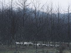 -石棉县孟获城