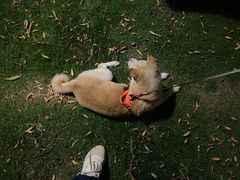 -泰州凤城河风景区-泰山公园