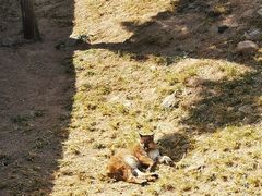 -西霞口神雕山野生动物世界