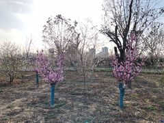 -汉长安城未央宫国家考古遗址公园