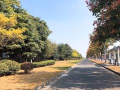 -大塘金香草谷