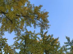 -三里屯东五街银杏大道