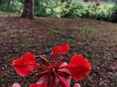 -中国科学院西双版纳热带植物园
