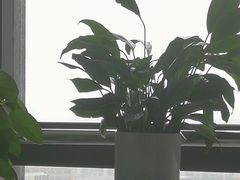 -至尊强仔(正光北街店)