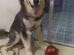 -波姐宠物家庭寄养