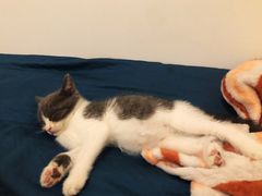 -Bastet sally猫舍购宠(静安店)