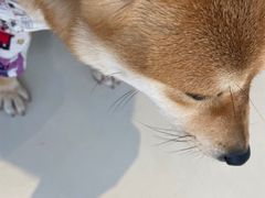 -怪兽屋·羊驼·猫咖·狗咖(俊华广场店)